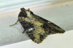 Apamea crenata (2)_redimensionner.jpg