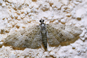 Eupithecia abbreviata_redimensionner.jpg