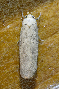 Platyedra subcinerea  Elachistidae Depressariinae (1)_redimensionner.jpg