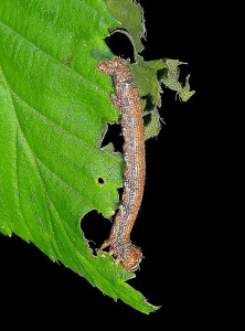 C 0607 Agriopis Larerannis  aurientaria 03 05 2021 PierresFolles JESC (154).JPG