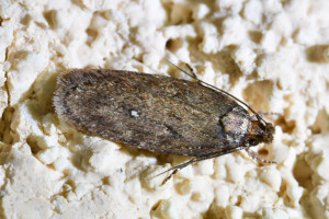 Depressaria sp cf albipunctella ou  douglasella (2)_redimensionner.jpg