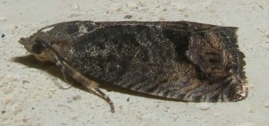 Tortricidae, Cydia pomonella 07.09.12 (9p).JPG