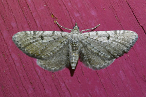 Eupithecia intricata (Zetterstedt, 1839)_redimensionner.jpg