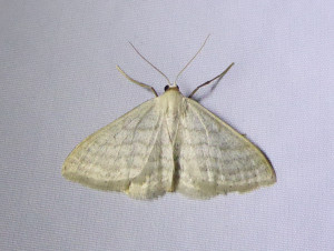 0179 Idaea subsericeata112 05 2021 T-de-Salvagny l'Ecocentre JESC (100).JPG