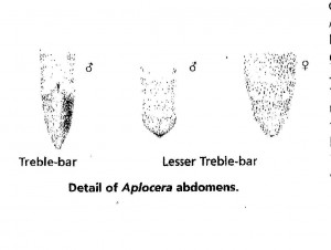 0391 Aplocera.jpg