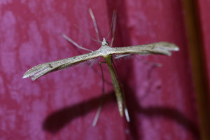 Stenoptilia   bipunctidactyla.jpg