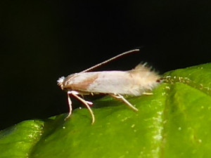 L 0495 Phyllonorycter roboris 20 05 2021 Mercruy JESC (85).JPG