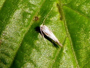 L 0495 Phyllonorycter roboris 20 05 2021 Mercruy JESC (80).JPG