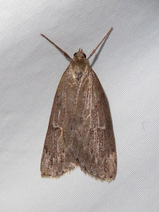 L 3152 Udea murinalis possible 20 05 2021 Mercruy JESC (442)-001.JPG