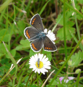 22_papillon_insecte web.jpg