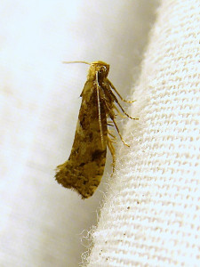 0000 Epinotia immundana-2 26 05 2021 Lissieu Bois Dieu JESC.JPG