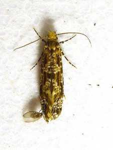 L 0378 Triaxomera parasitella 03 06 2021 Lissieu Bois Dieu JESC (69).JPG