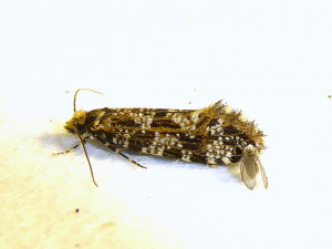 L 0378 Triaxomera parasitella 03 06 2021 Lissieu Bois Dieu JESC (61).JPG