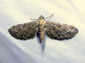 0517 Eupithecia exiguata 10 06 2021 T-de-Salvagny Ecocentre (41) - Copie.JPG