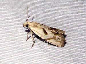 L 2299 Eucosma pupillana  10 06 2021 T-de-Salvagny Ecocentre (159).JPG