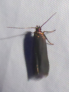 L 1516  Monochroa cytisella 12 06 2021 Meaux-la-Montagne-ColCambuse (187).JPG