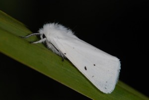 Spilosoma urticae.jpg