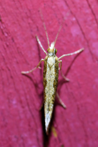 Plutella  xylostella (2)b_redimensionner.jpg