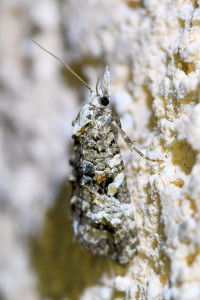 Phtheochroa rugosana  (1)b_redimensionner.jpg