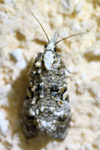 Phtheochroa rugosana  (6)b_redimensionner.jpg