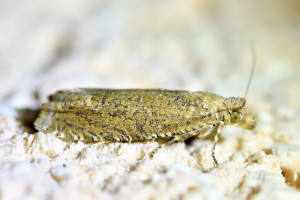 Pelochrista caecimaculana  (1)b_redimensionner.jpg