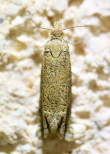 Pelochrista caecimaculana  (2)b_redimensionner.jpg