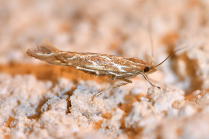 Pyroderces argyrogrammos (1)_redimensionner.jpg