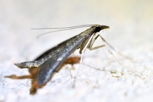 Dolicharthria punctalis (1)_redimensionner.jpg