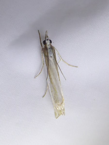 L  0000 Mesocrambus tamsi 25 06 2021 T-de-Salvagny Ecocentre JESC (271).JPG