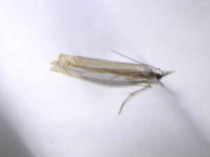 L 0000 Mesocrambus tamsi 25 06 2021 T-de-Salvagny Ecocentre JESC (269).JPG