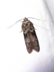 01 07 2021 Bois d'Alix JESC (287).JPG