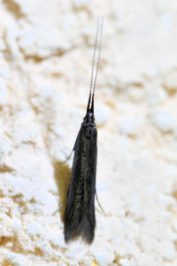 a34a Coleophora mayrella ou trifolii b_redimensionner.jpg