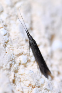 a34d Coleophora mayrella ou trifolii  b_redimensionner.jpg