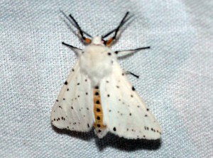 Spilosoma lubricipeda-0768ppc.jpg