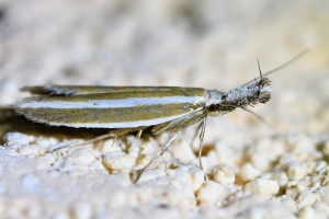 Pleurota aristella (2)b_redimensionner.jpg