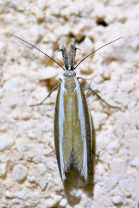 Pleurota aristella (1)b_redimensionner.jpg