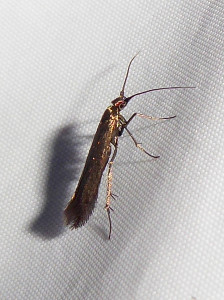 0789 Coleophora alcyonipennella 10 07 2021 Belleville Lac-des-Sablons JESC (189).JPG