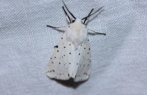 Spilosoma lubricipeda-0770ppc.jpg