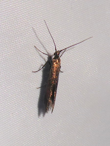 0789 Coleophora alcyonipennella 10 07 2021 Belleville Lac-des-Sablons JESC (169).JPG