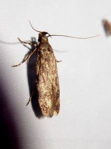 Bryotropha sp. 10 07 2021 Belleville Lac-des-Sablons JESC (104).JPG