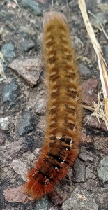 Chenille mystère.jpg