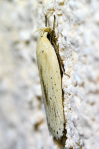 Agonopterix pallorella (2)b_redimensionner.jpg