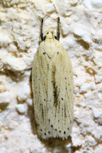 Agonopterix pallorella (4)b_redimensionner.jpg