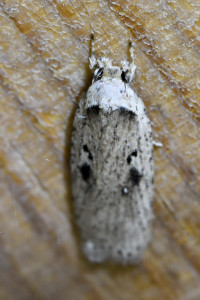 Agonopterix yeatiana  (1)b_redimensionner.jpg