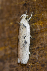 Agonopterix yeatiana  (2)b_redimensionner.jpg