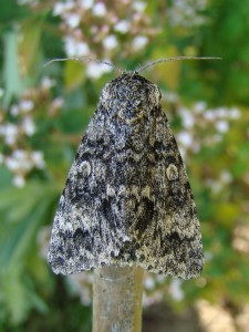 Acronicta megacephala.JPG