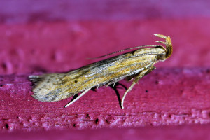 Orophia ferrugella  (1)b _redimensionner.jpg