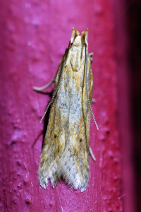 Orophia ferrugella  (2)b_redimensionner.jpg