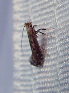 Parornix sp. 17 07 2021 Col de Chatou JESC (69).JPG