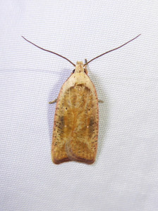 Agonopteryx sp. 17 07 2021 Col de Chatou JESC (2).JPG